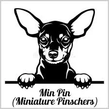 Móc khóa 3D hình chó Miniature Pinscher cực xinh