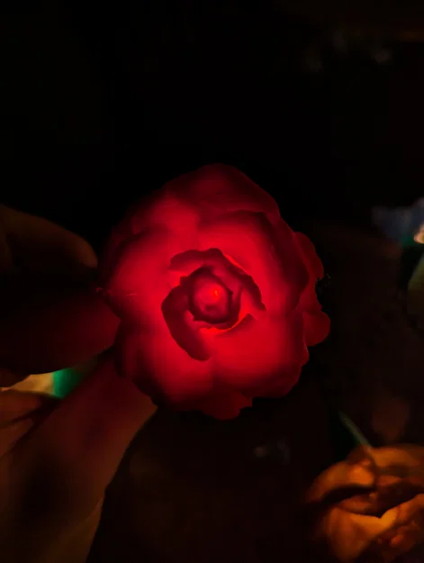 Rose Lights – Chụp hoa hồng kẹp cho đèn fairy light - Image 8