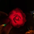 Rose Lights – Chụp hoa hồng kẹp cho đèn fairy light - Thumbnail 8
