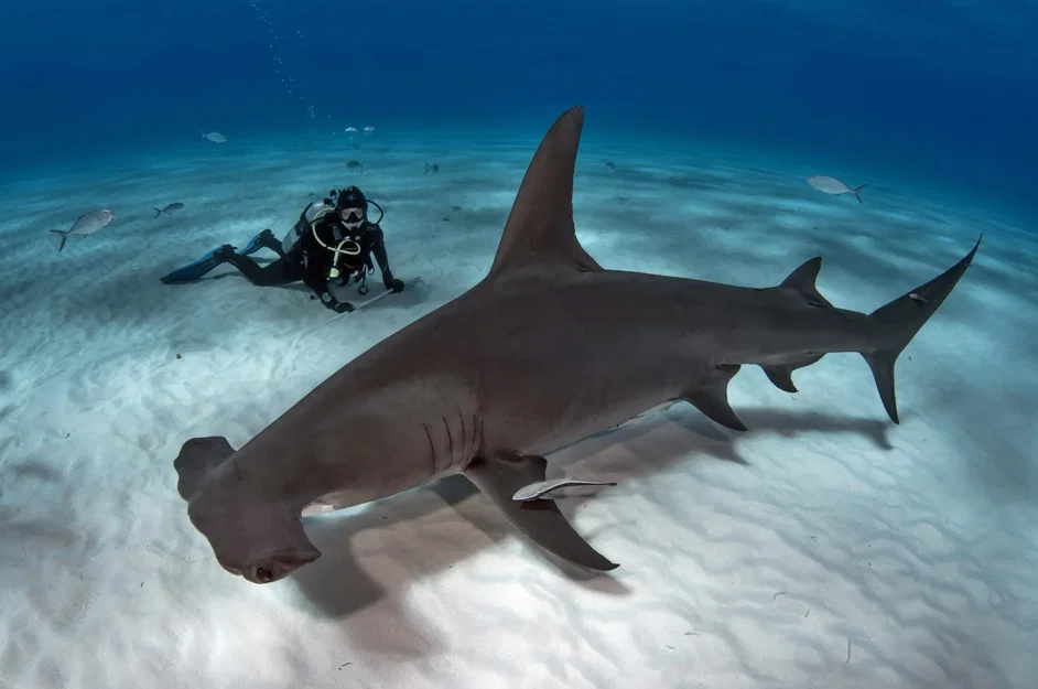 Mô hình in 3D cá mập đầu búa (Hammerhead Shark) vui nhộn - Image 2