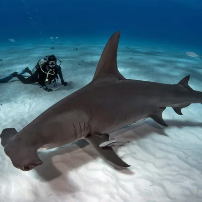 Mô hình in 3D cá mập đầu búa (Hammerhead Shark) vui nhộn