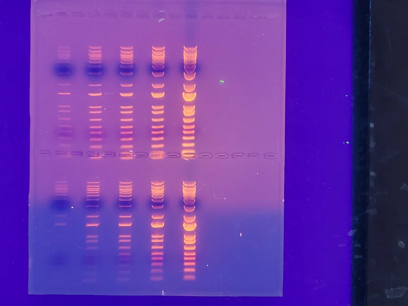 Lược gel agarose tham số (Parametric Agarose Gel Comb) - Image 2