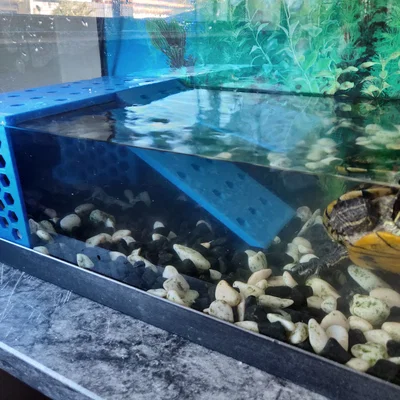 Turtle Dock – Bến lên cho rùa (modular, dễ in)