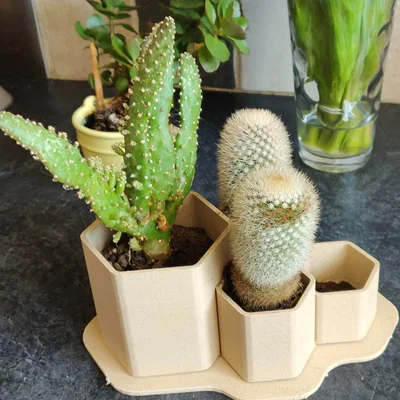 Chậu trồng xương rồng non lục giác tầng nhỏ (Small Tiered Hex Juvenile Cactus Planter Pot)