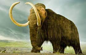 Mô hình 3D Voi Ma Mút Lông Mịn - Woolly Mammoth đầy chi tiết - Image 1
