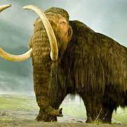 Mô hình 3D Voi Ma Mút Lông Mịn - Woolly Mammoth đầy chi tiết