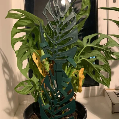 Cọc đỡ cây Monstera dạng stackable (xếp chồng/nối tầng)