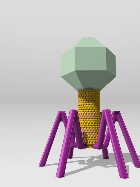 Mô hình Sinh học Virus Bacteriophage - Image 2