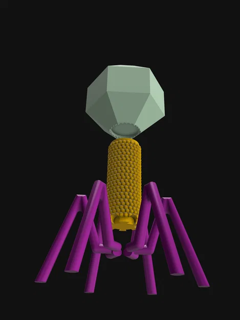Mô hình Sinh học Virus Bacteriophage - Image 3