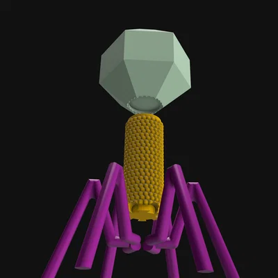 Mô hình Sinh học Virus Bacteriophage