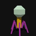 Mô hình Sinh học Virus Bacteriophage - Thumbnail 7