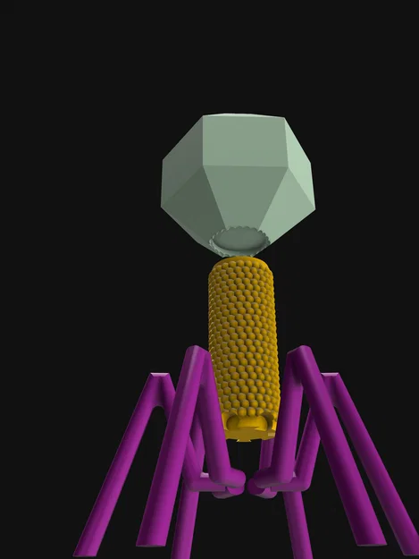Mô hình Sinh học Virus Bacteriophage - Image 8