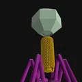 Mô hình Sinh học Virus Bacteriophage - Thumbnail 8