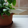 Phễu tưới nước 3D hình lá - Giải pháp tưới cây sạch sẽ, hiệu quả - Thumbnail 1