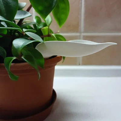 Phễu tưới nước 3D hình lá - Giải pháp tưới cây sạch sẽ, hiệu quả