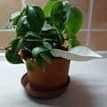 Phễu tưới nước 3D hình lá - Giải pháp tưới cây sạch sẽ, hiệu quả - Thumbnail 3