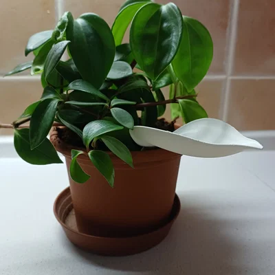 Phễu tưới nước 3D hình lá - Giải pháp tưới cây sạch sẽ, hiệu quả