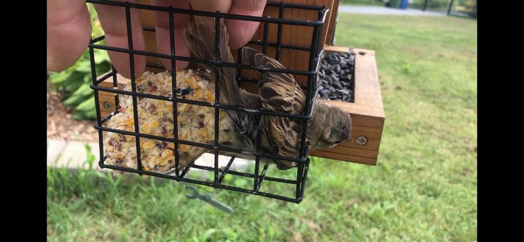 Nắp/Đậy trên lồng suet (Suet Cage) cho máng ăn chim, chống chim bị kẹt - Image 2