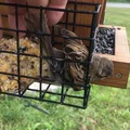 Nắp/Đậy trên lồng suet (Suet Cage) cho máng ăn chim, chống chim bị kẹt - Thumbnail 2