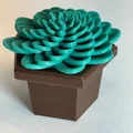 Mô hình 3D chậu cây sen đá trang trí treo tường độc đáo - Thumbnail 1