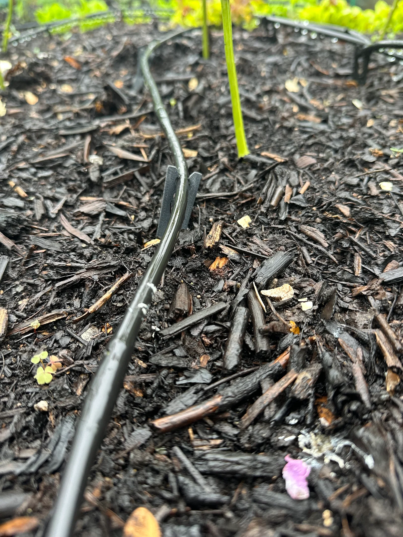 Cọc Ghim Vườn Cho Ống Tưới Nhỏ Giọt (Garden Drip Stake) 1