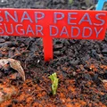 Cọc/Nhãn Cắm Vườn Đơn Giản (Simple Garden Stakes / Signs / Labels) - Thumbnail 3