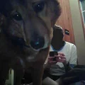 Treat Cam: Máy nhả bánh tự động kèm chụp hình khi thú cưng bấm nút - Thumbnail 3