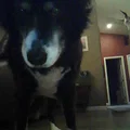 Treat Cam: Máy nhả bánh tự động kèm chụp hình khi thú cưng bấm nút - Thumbnail 4