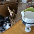 Treat Cam: Máy nhả bánh tự động kèm chụp hình khi thú cưng bấm nút - Thumbnail 6