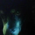 Treat Cam: Máy nhả bánh tự động kèm chụp hình khi thú cưng bấm nút - Thumbnail 20
