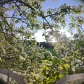DJI O4 Lens Mount (ngàm lens) cho lens Caddx Ant Lite - Thumbnail 4