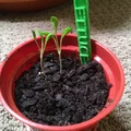 Nhãn ghi chú cây trồng (Garden Labels) in 3D cho khu vườn nhỏ - Thumbnail 5