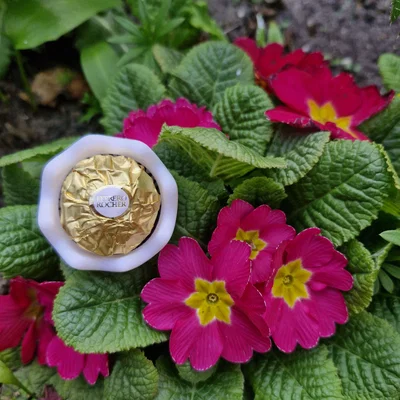 Mẫu in 3D khuôn đỡ trứng Ferrero Rocher trang trí đẹp mắt