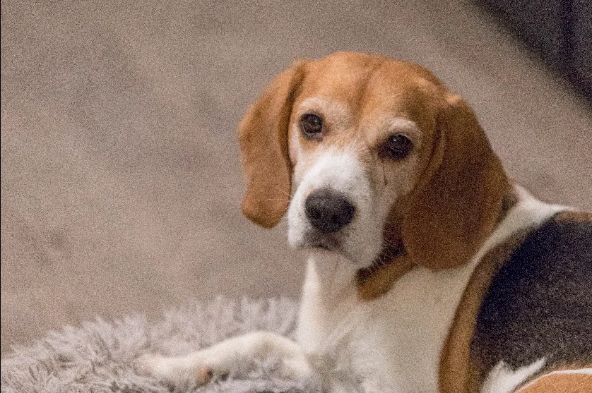 Mô hình chú chó Beagle Guus - Kỷ niệm người bạn bốn chân đáng yêu - Image 2