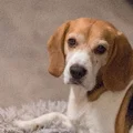 Mô hình chú chó Beagle Guus - Kỷ niệm người bạn bốn chân đáng yêu - Thumbnail 2