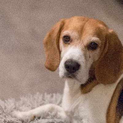 Mô hình chú chó Beagle Guus - Kỷ niệm người bạn bốn chân đáng yêu
