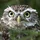 FrostyTheClow_484507