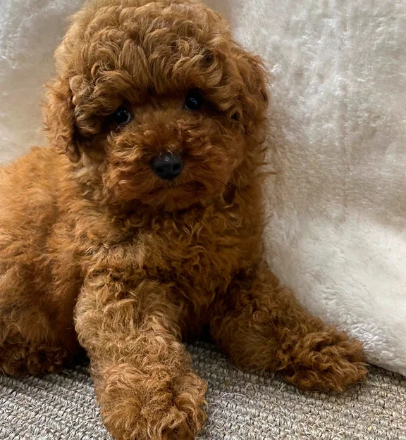 Mô hình 3D chú chó Poodle đáng yêu: Thiết kế dễ in cho mọi người - Image 1
