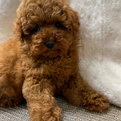 Mô hình 3D chú chó Poodle đáng yêu: Thiết kế dễ in cho mọi người