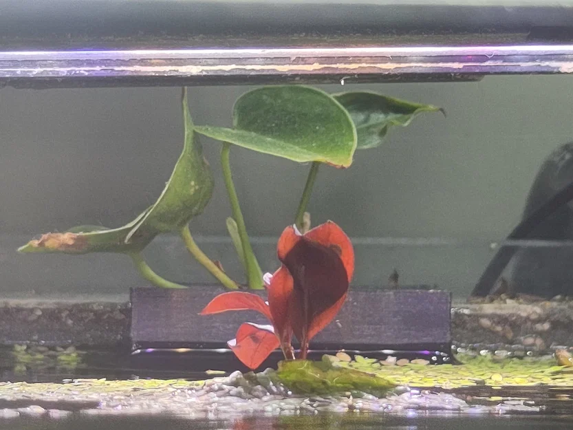 Aquaplanter - Giá/Chậu giữ cây cho aquarium gắn kính (Aquarium Pflanzenbehälter) - Image 3