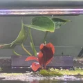 Aquaplanter - Giá/Chậu giữ cây cho aquarium gắn kính (Aquarium Pflanzenbehälter) - Thumbnail 3