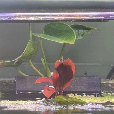 Aquaplanter - Giá/Chậu giữ cây cho aquarium gắn kính (Aquarium Pflanzenbehälter)