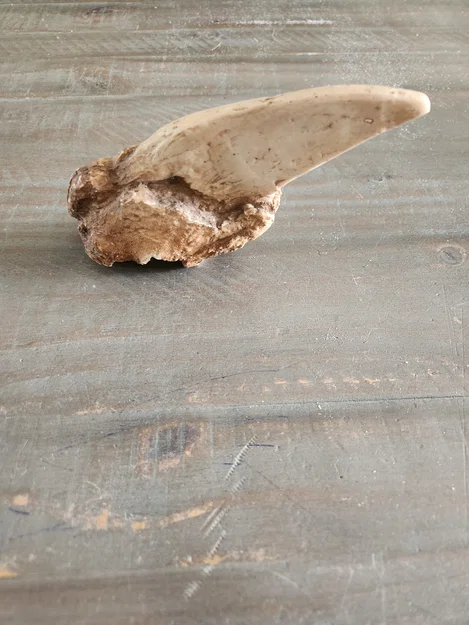Mô hình 3D móng vuốt hổ răng kiếm (Sabertooth Tiger Claw) cực chất - Image 1