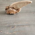 Mô hình 3D móng vuốt hổ răng kiếm (Sabertooth Tiger Claw) cực chất - Thumbnail 1