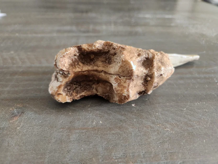 Mô hình 3D móng vuốt hổ răng kiếm (Sabertooth Tiger Claw) cực chất - Image 2