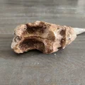 Mô hình 3D móng vuốt hổ răng kiếm (Sabertooth Tiger Claw) cực chất - Thumbnail 2