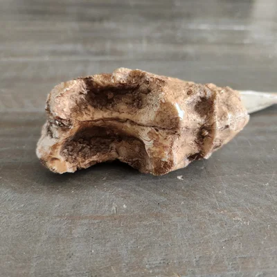 Mô hình 3D móng vuốt hổ răng kiếm (Sabertooth Tiger Claw) cực chất