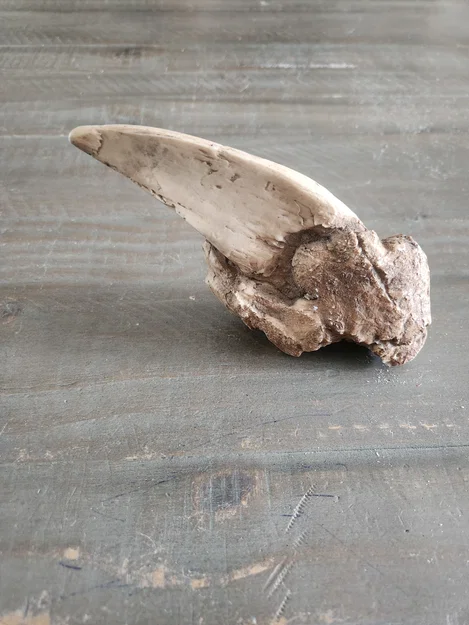 Mô hình 3D móng vuốt hổ răng kiếm (Sabertooth Tiger Claw) cực chất - Image 3