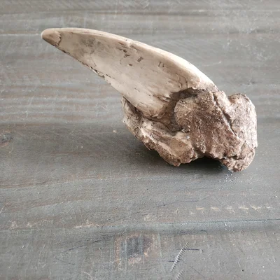 Mô hình 3D móng vuốt hổ răng kiếm (Sabertooth Tiger Claw) cực chất