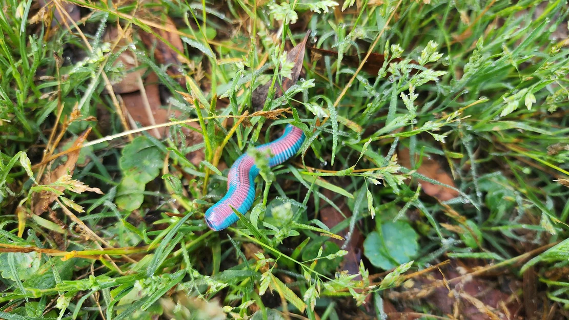Hạt Bead Con Giun (Earthworm Bead) - Image 1